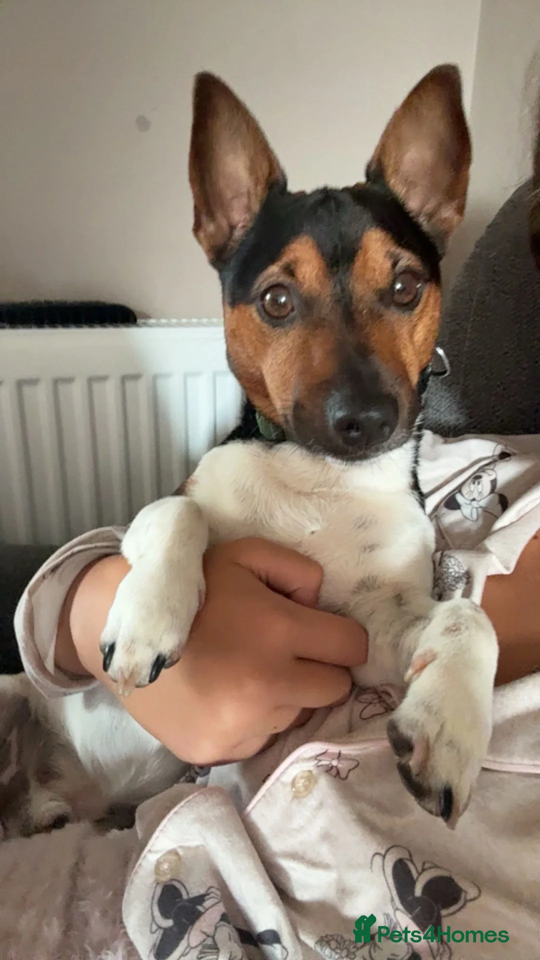 Jack Russell dogs for sale: Jax Jack russel in Brigg - Advert 2