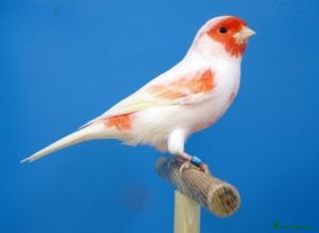Canaries birds for sale: Red mosaics, greetings, red black canarys - Image 1