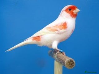 Canaries birds - Advert 38