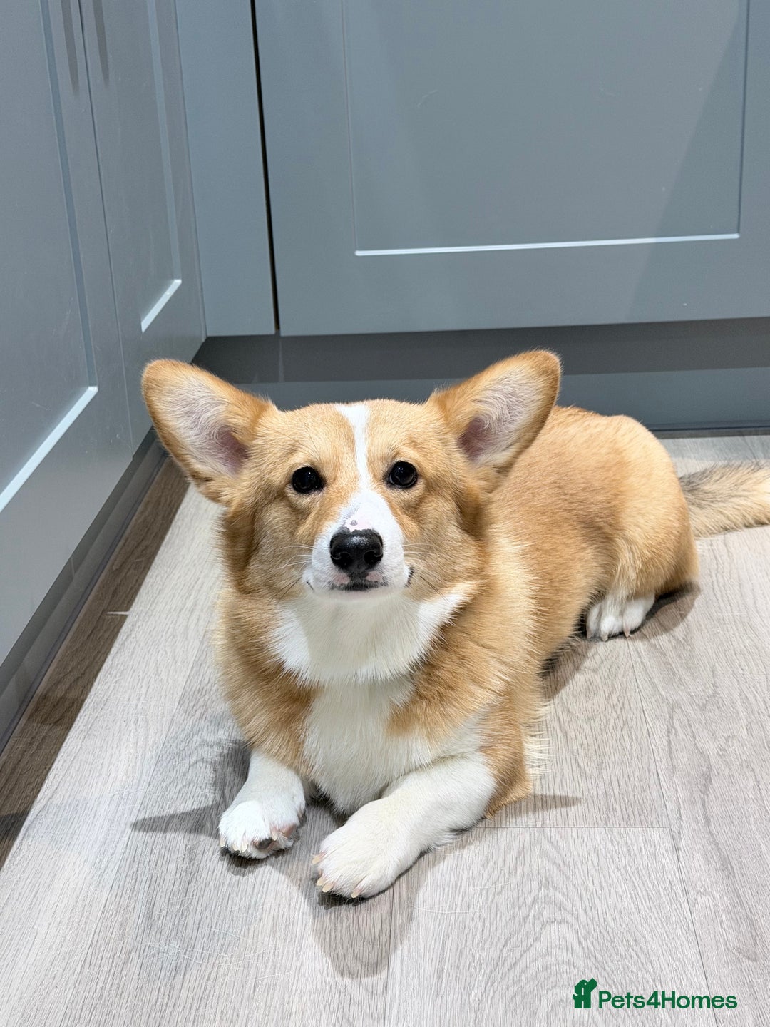 Welsh Corgi Pembroke dogs for stud: KC Reg Welsh Pembroke Corgi Available for Stud - Advert 3