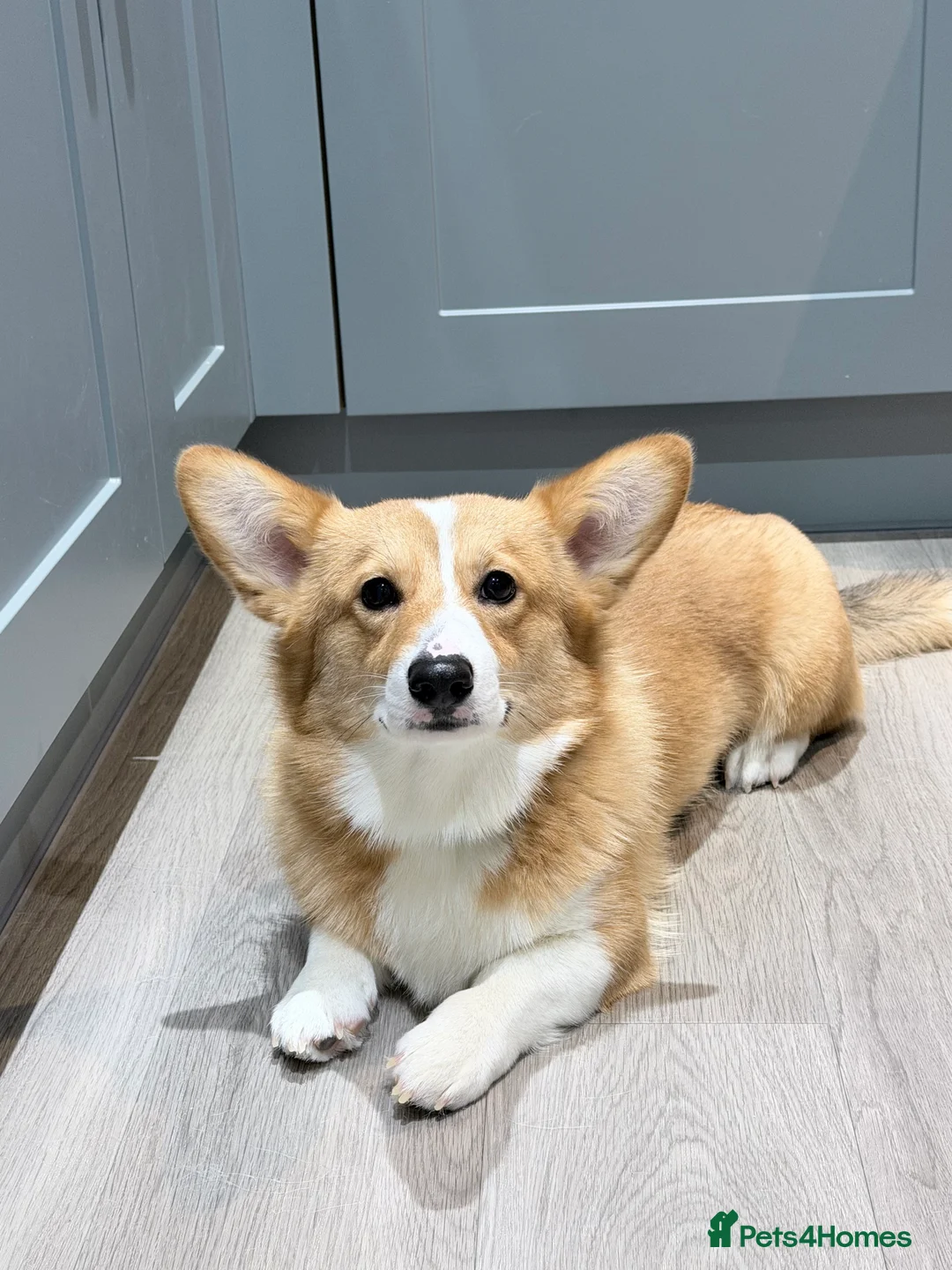 Welsh Corgi Pembroke dogs for stud: KC Reg Welsh Pembroke Corgi Available for Stud - Advert 3