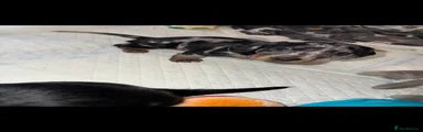 Dachshund 3