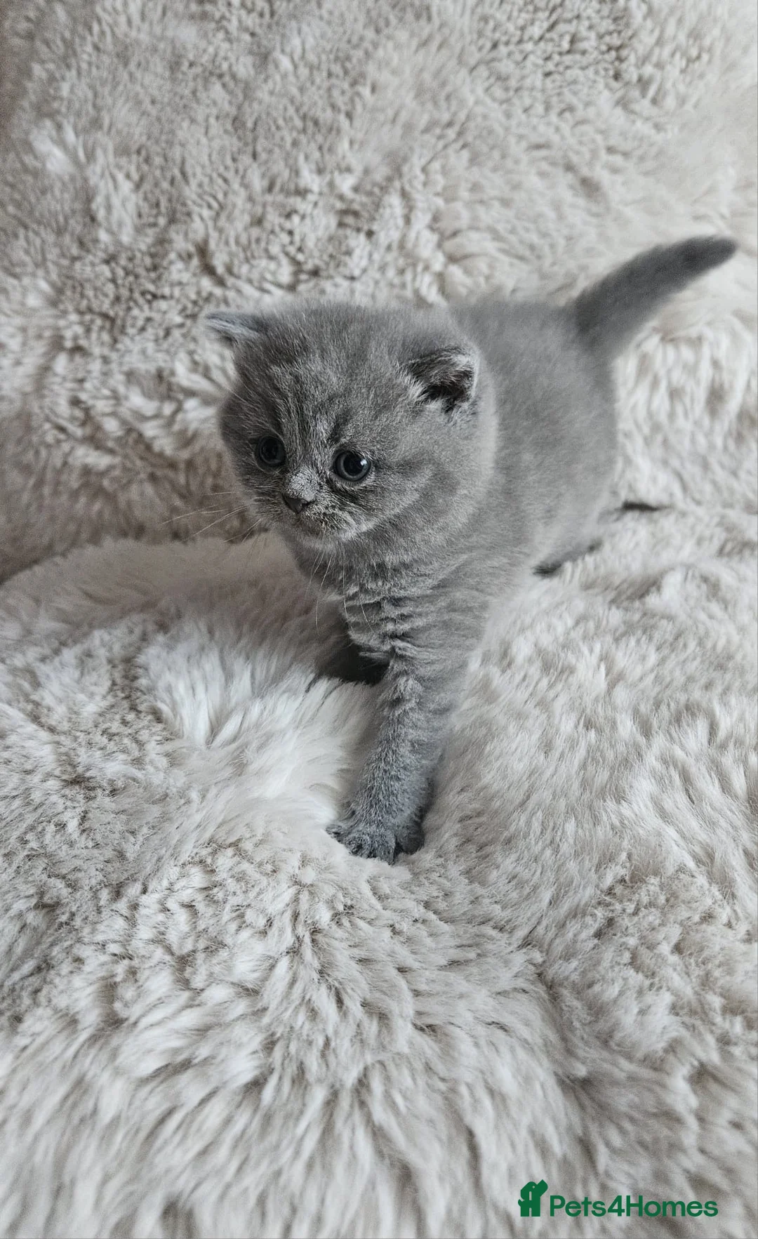 British Shorthair cats for sale: Gorgeous 4 week old health tested BSH - Advert 5
