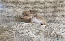 Italian Greyhound dogs for sale: 3/4 Italian greyhound puppies - Image 6