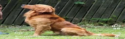 Golden Retriever dogs for sale: Something very special - Advert 8