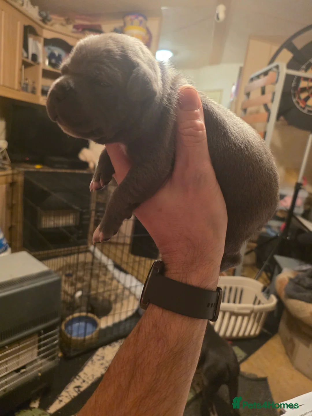 Staffordshire Bull Terrier dogs for sale: Blue Staffordshire Bull Terrier - Advert 12