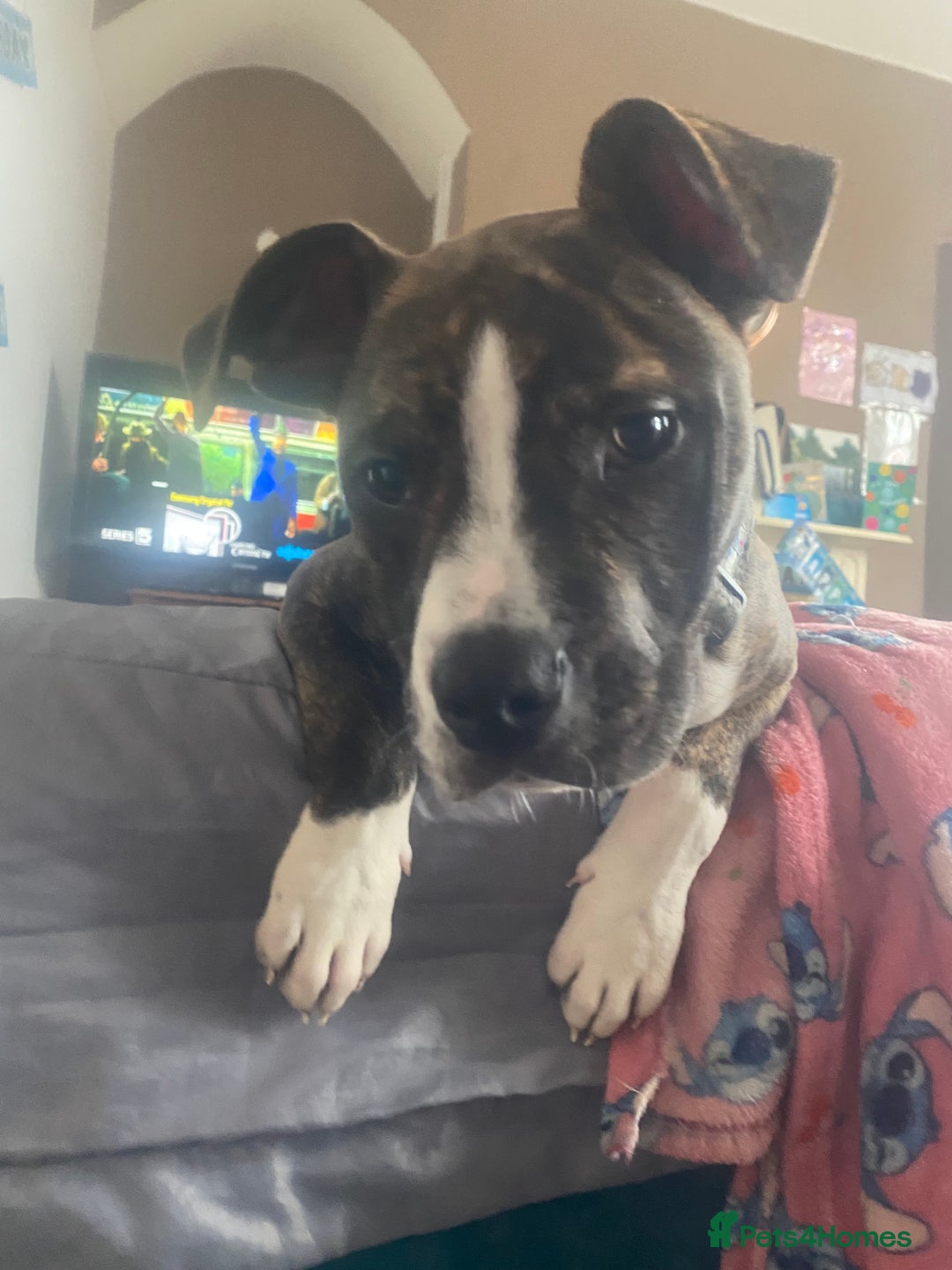 Alapaha Blue Blood Bulldog dogs for sale: Alapaha blue bulldog puppy  - Image 5