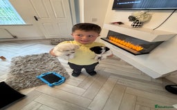 Jackapoo dogs for sale: Jackapoo puppies toy poodle - Image 10