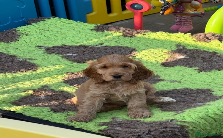 Cocker Spaniel dogs - Advert 14