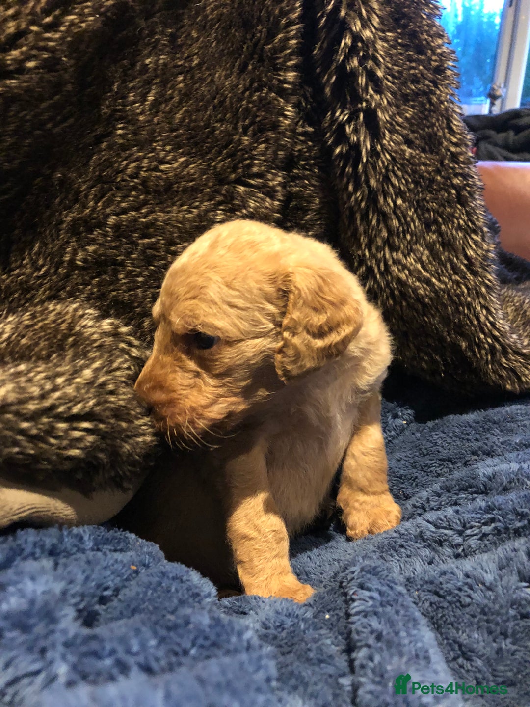 Labradoodle dogs for sale: READY NOW TOP QUALITY Standard F1 Labradoodles - Advert 17