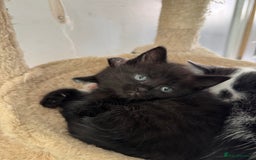 Mixed Breed cats for sale: Black & White Kittens for sale - Image 5