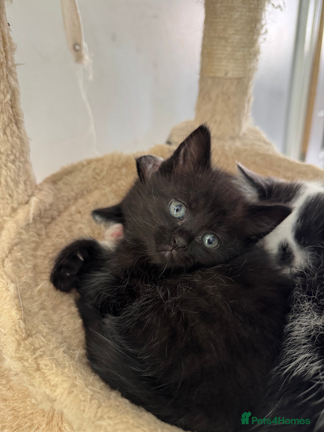 Mixed Breed cats for sale: Black & White Kittens for sale - Image 5
