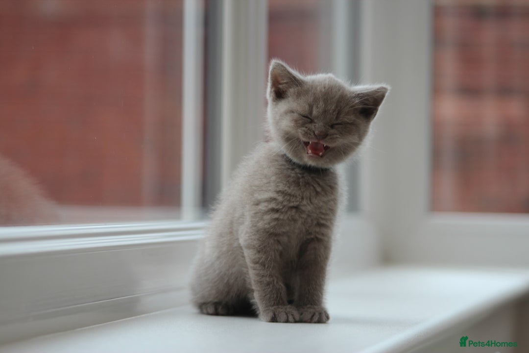 British Shorthair cats for sale: 🩶🐈🐾 Stunning BSH Kittens 🩶🐈🐾 - Image 28