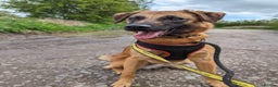 Mixed Breed dogs for adoption: Meet Ryder, currently residing in Cheshire  in Nantwich - Advert 15