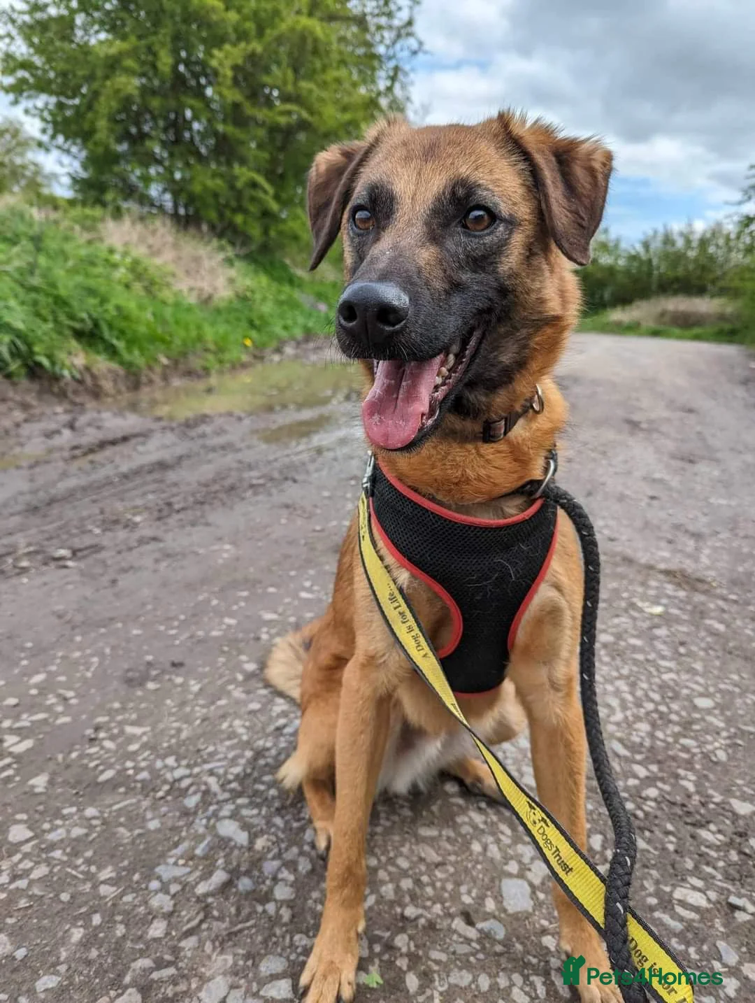 Mixed Breed dogs for adoption: Meet Ryder, currently residing in Cheshire  in Nantwich - Advert 15