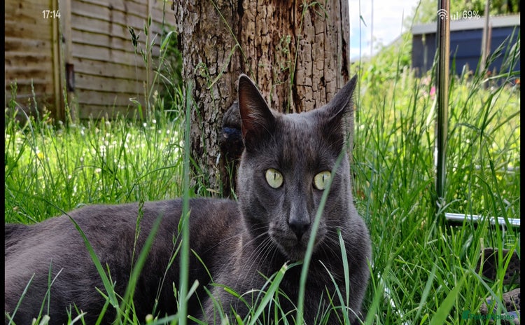 Mixed Breed cats - Advert 16