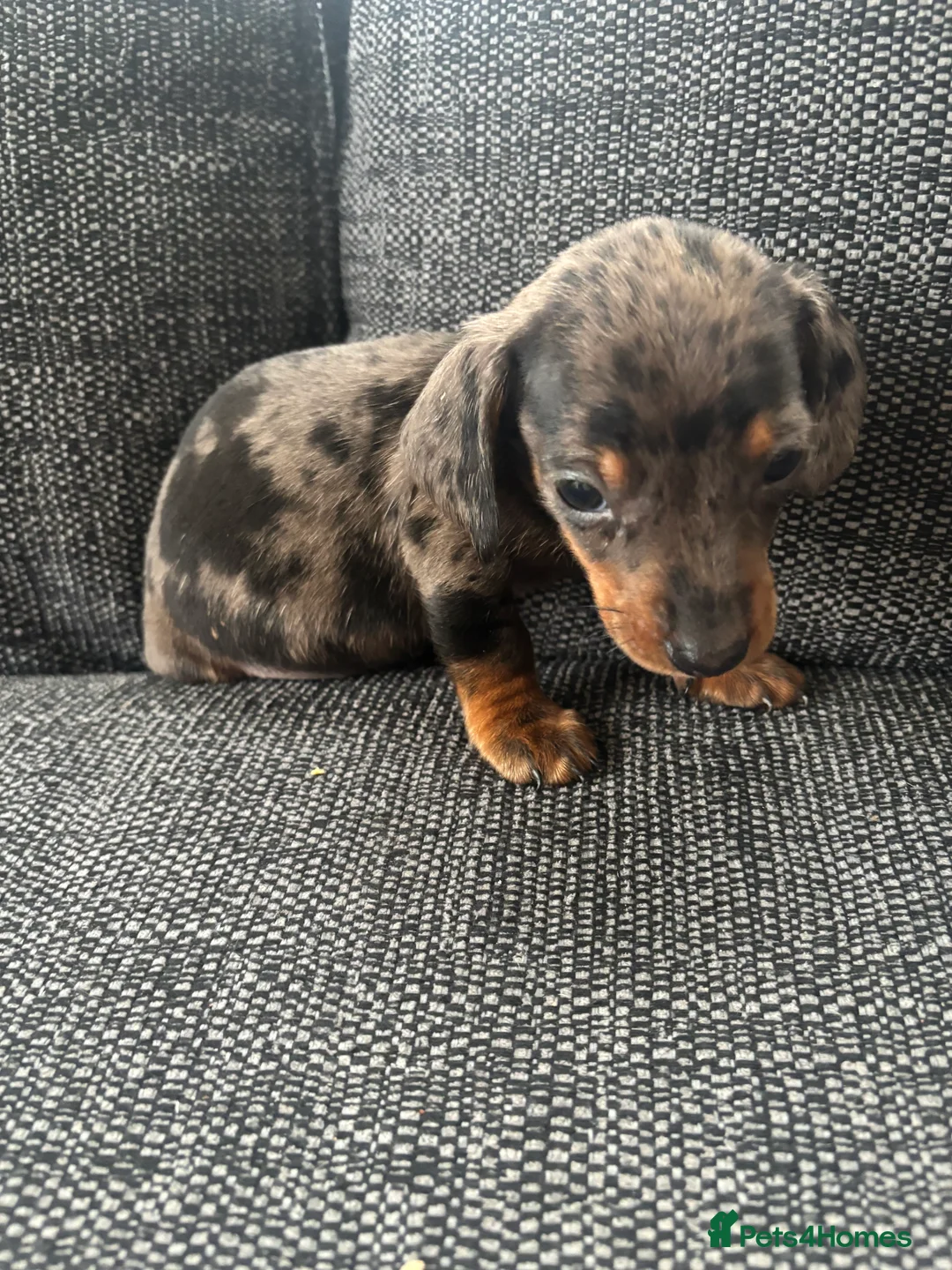 Dachshund dogs for sale: 3 male dachshund puppies  - Advert 9