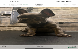 French Bulldog dogs for sale: French bulldogs puppies  - Image 10