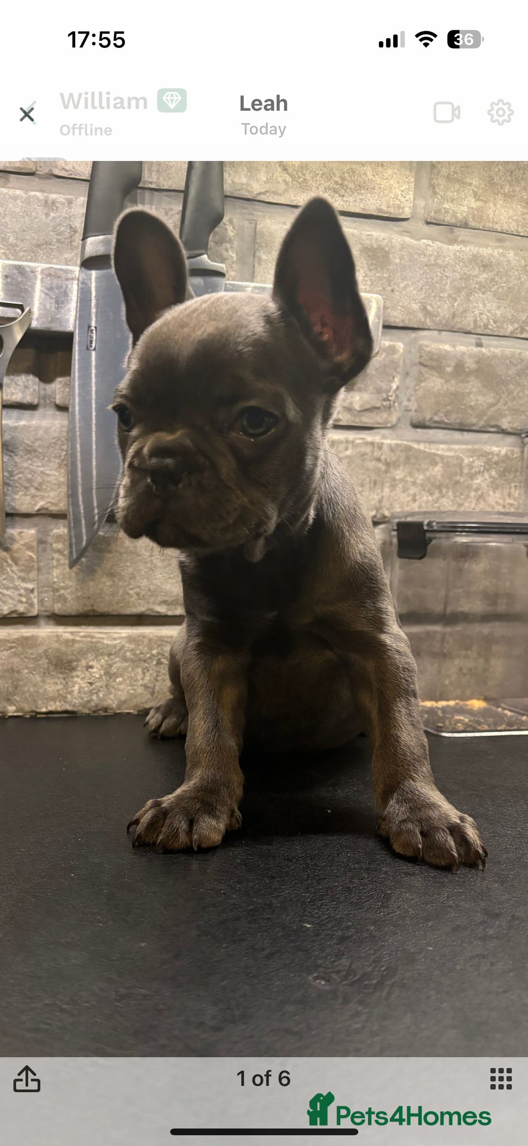 French Bulldog dogs for sale: French bulldogs puppies  - Image 10