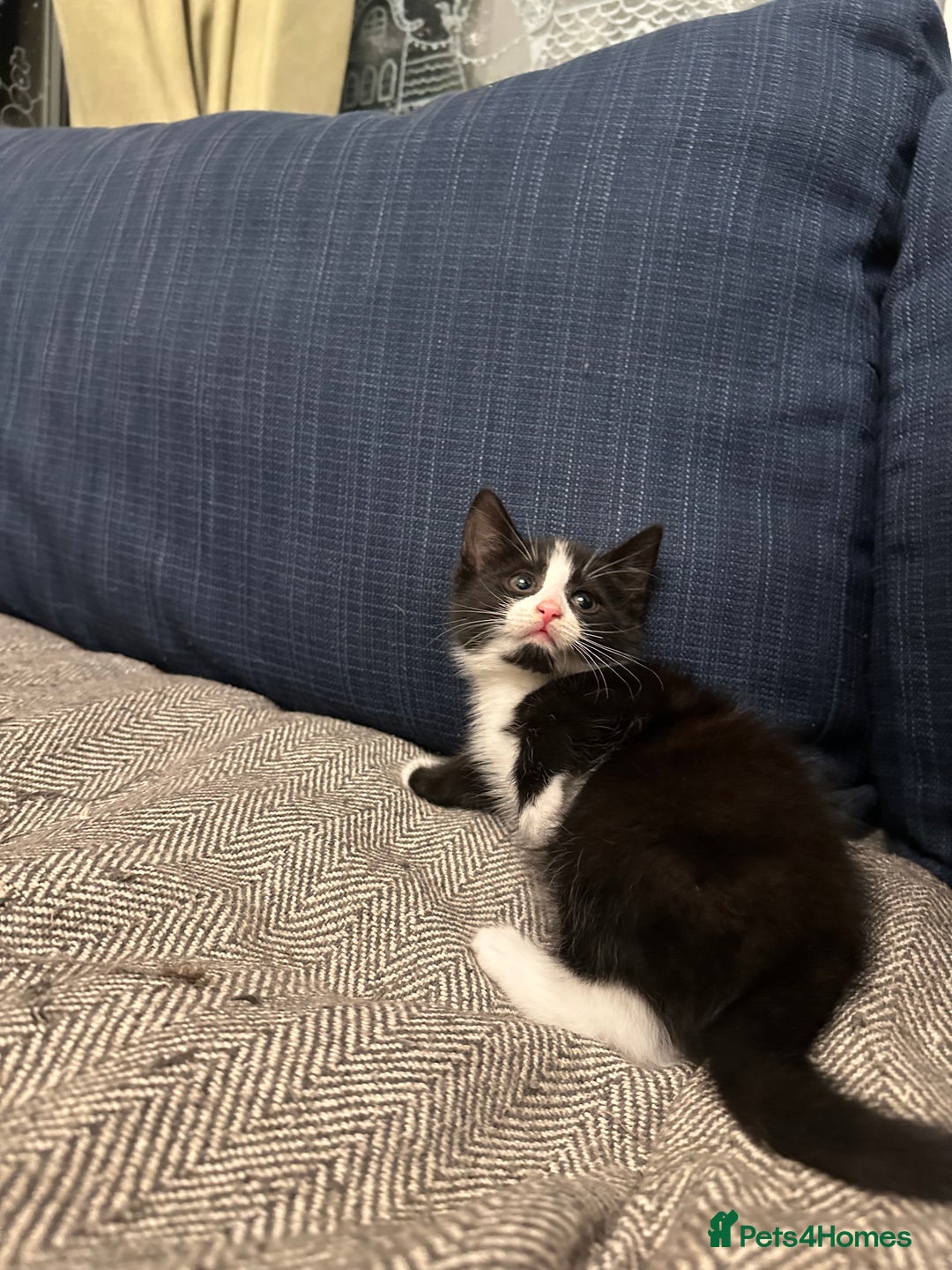 Mixed Breed cats for sale: 1 girl and 1 boy ready now - Advert 3