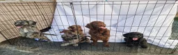 Cockapoo dogs for sale: Cockerpoo pups  - Advert 16