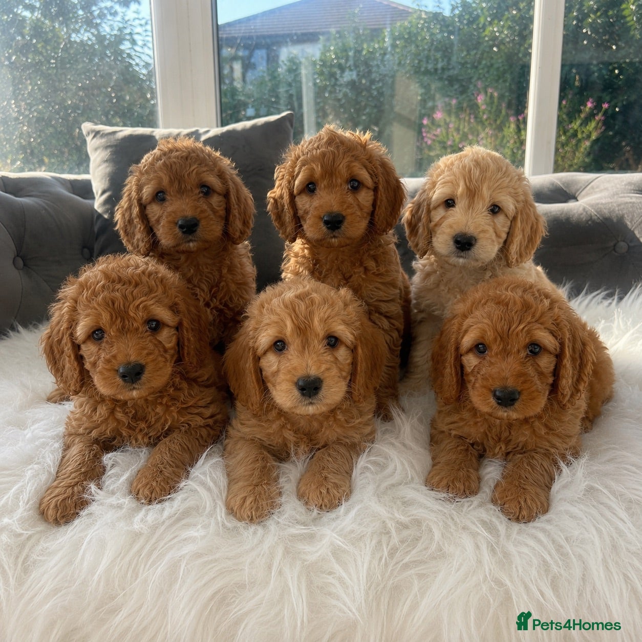 Cockapoo dogs F1 golden cockapoo puppies  - Advert 1