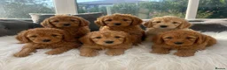 Cockapoo dogs for sale: F1 golden cockapoo puppies  - Advert 7