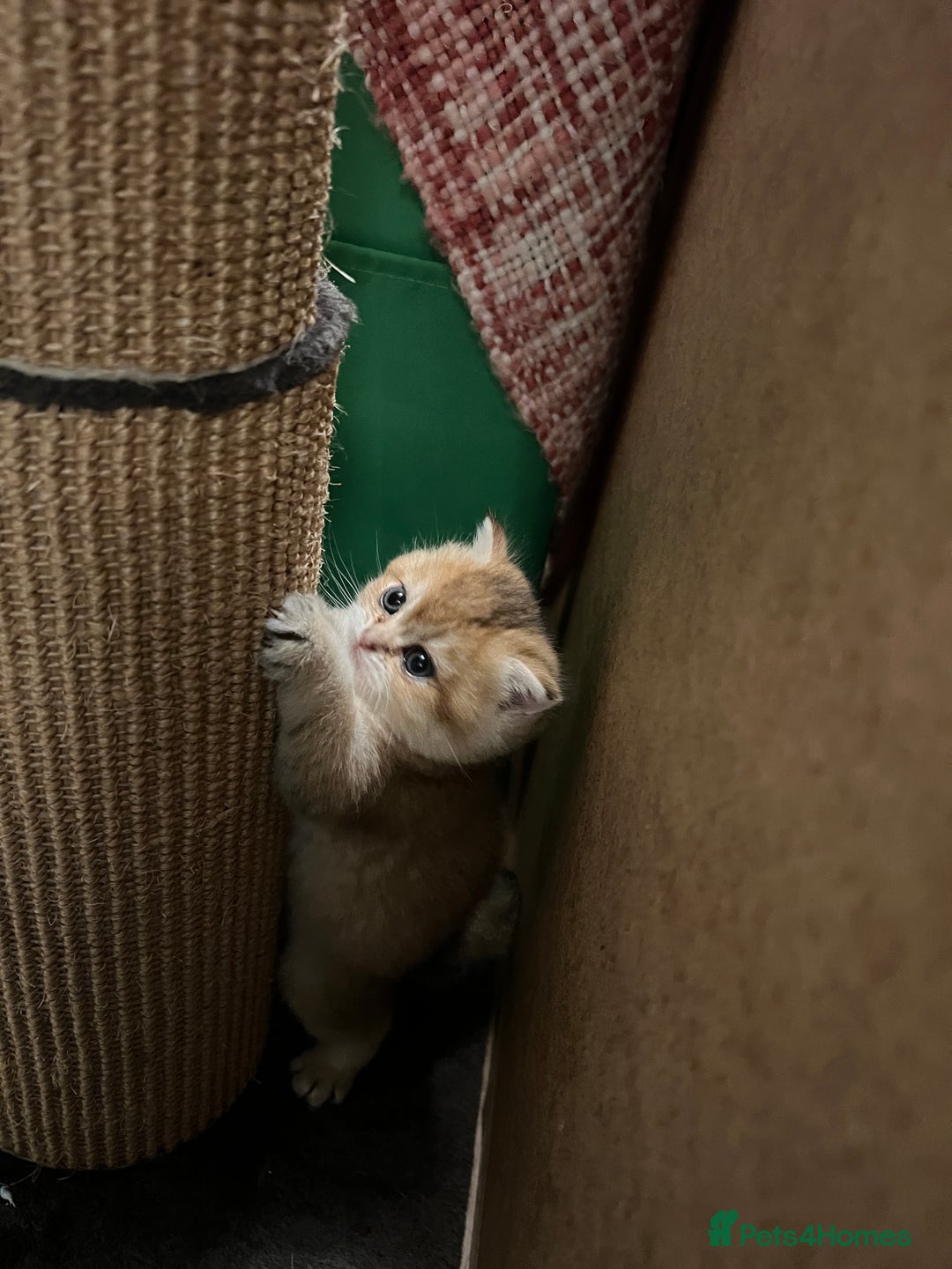 Scottish Fold cats for sale: Scottish Straight Golden Shaded Rare Affectionate - Image 19