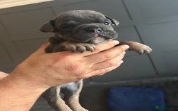 Mixed Breed dogs for sale: Bulldog puppy’s  - Image 6