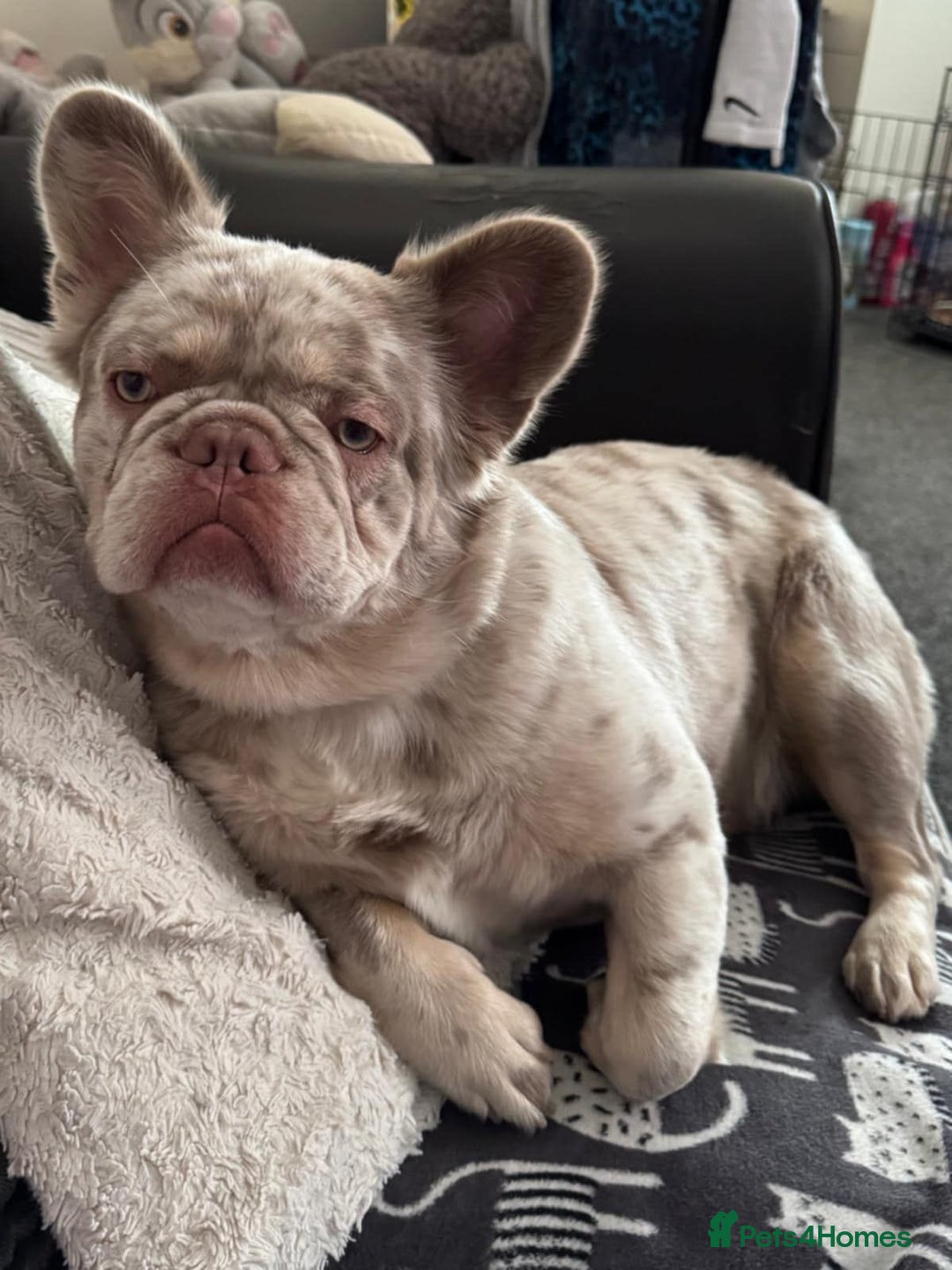 French Bulldog dogs for stud: New shade fluffy merle  in Sheffield - Image 39