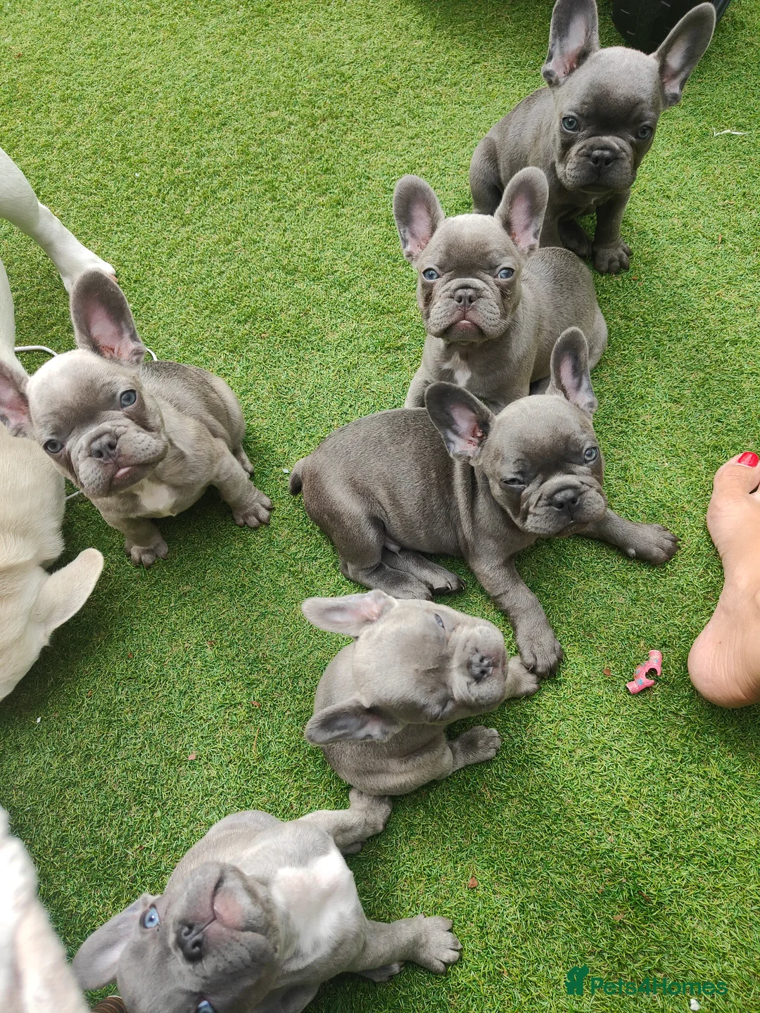 Gallery Image {{count}}