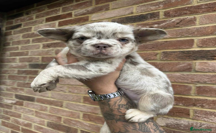French Bulldog dogs - Advert 3