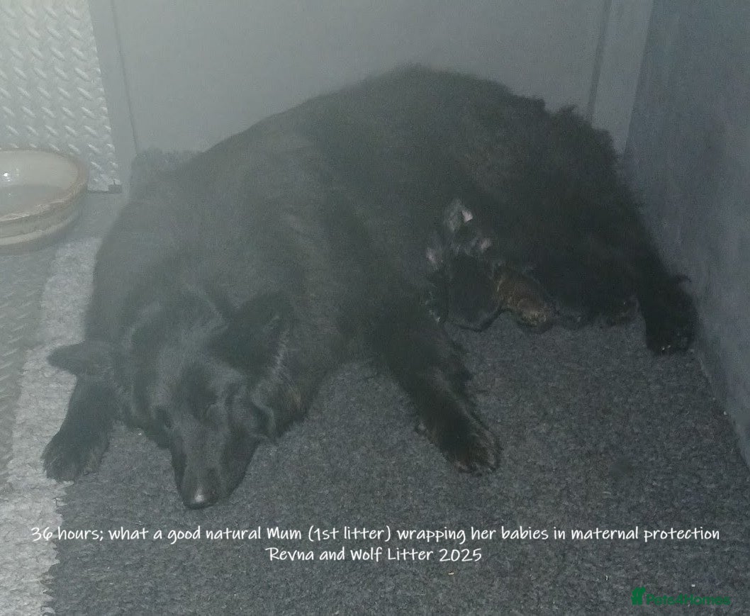 German Shepherd dogs Puppies due soon! - Advert 2