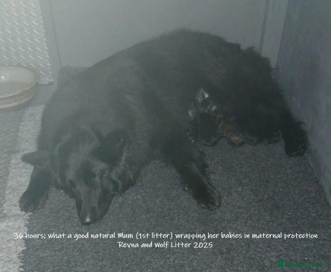 German Shepherd dogs for sale: Exceptional litter of ÚlfrVættir puppies due soon! - Advert 2