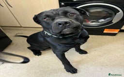 Mixed Breed dogs for sale:  cane corso cross rottweiler 1yr old  - Image 3