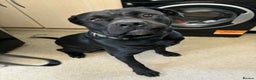 Mixed Breed dogs for sale:  cane corso cross rottweiler 1yr old  - Advert 3