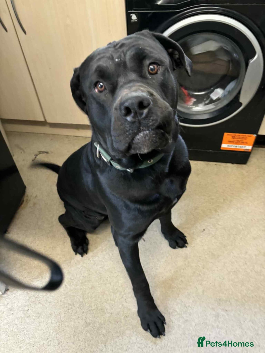 Mixed Breed dogs for sale:  cane corso cross rottweiler 1yr old  - Image 3
