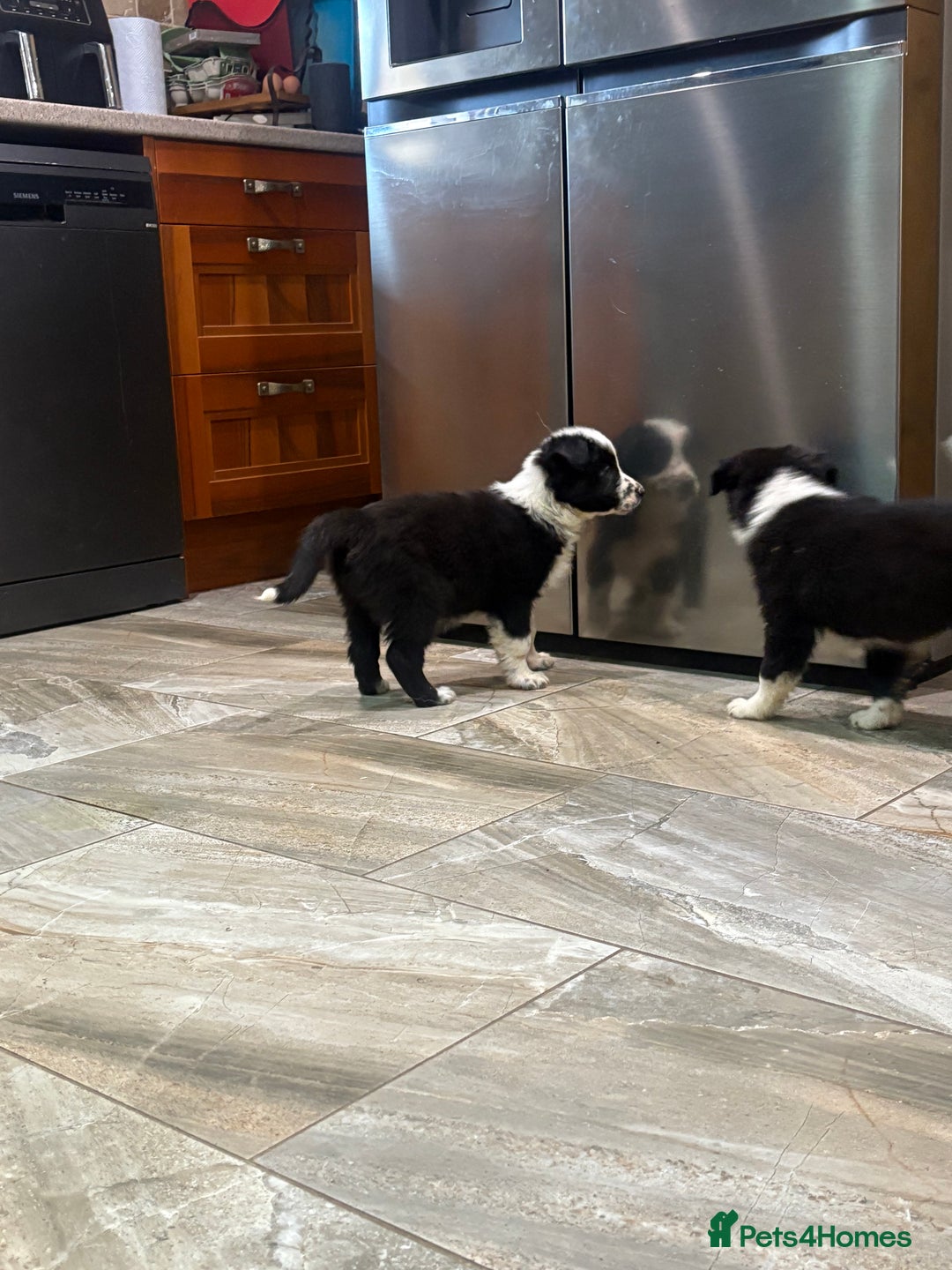 Border Collie dogs for sale: Border collie puppies  - Advert 11