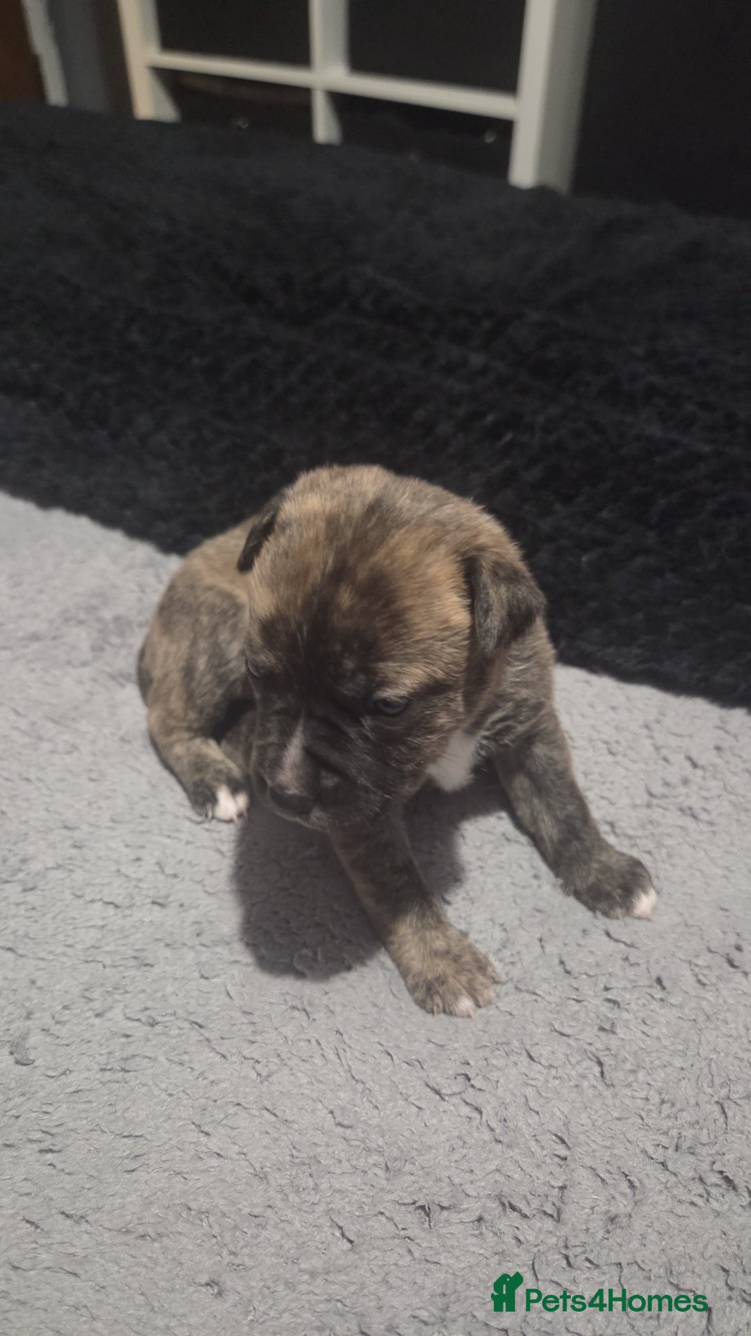 Mixed Breed dogs for sale: Staffy + cane course - Advert 10