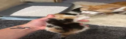 Mixed Breed cats for sale: 4 kitties looking for a home!! - Advert 4