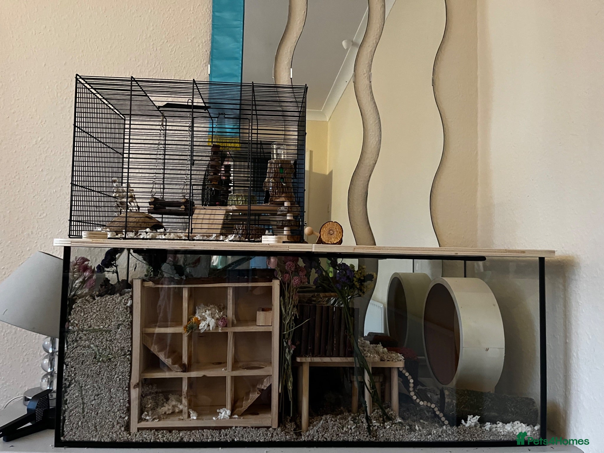 Gerbil rodents 2 Male Gerbils and Full Tank Set-Up - Advert 1