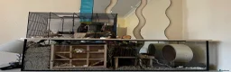 Gerbil rodents for sale: 2 Male Gerbils and Full Tank Set-Up in Walsall - Advert 1