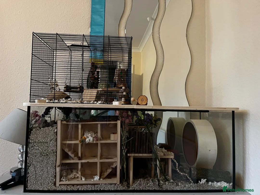 Gerbil rodents for sale: 2 Male Gerbils and Full Tank Set-Up in Walsall - Advert 1