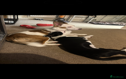 Border Collie dogs for sale: Skye Border collie - Image 7