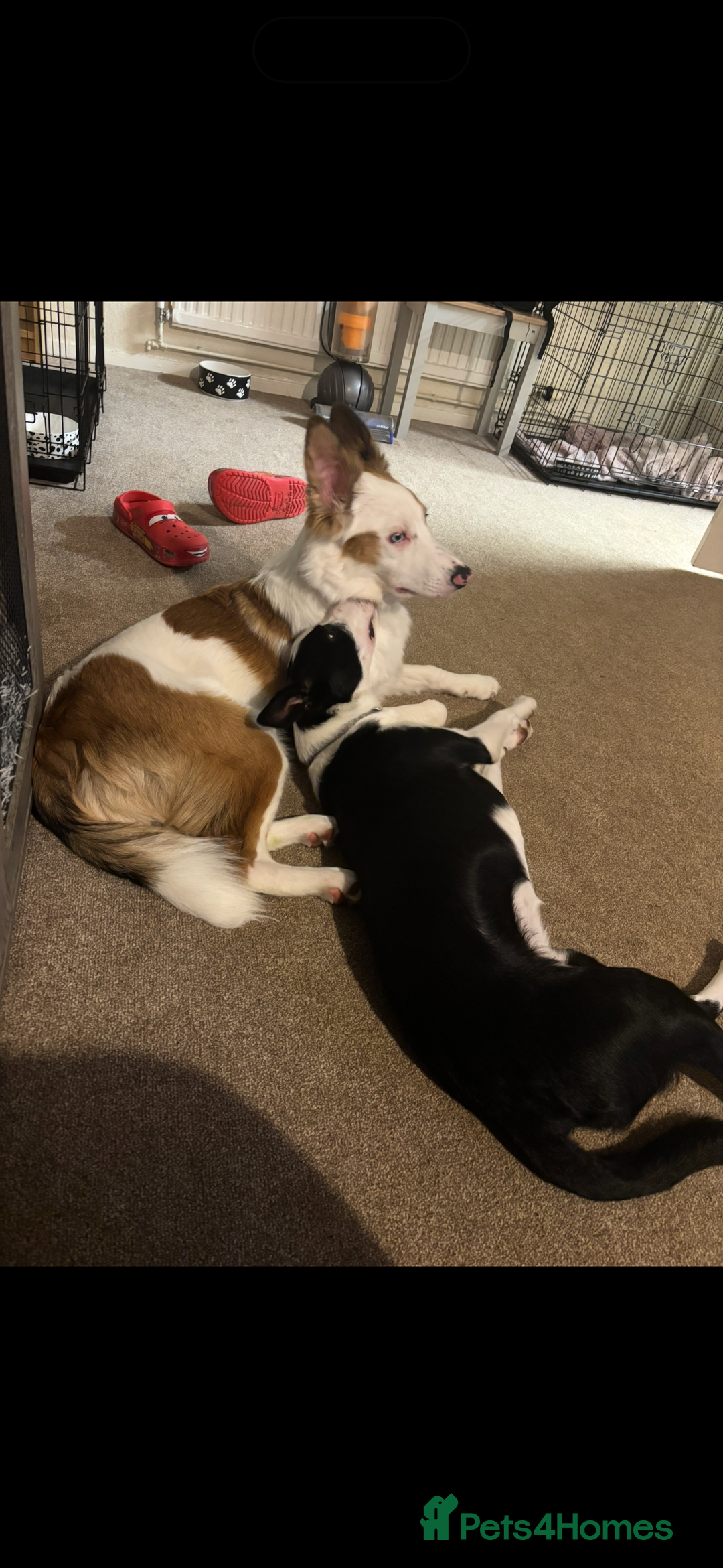 Border Collie dogs for sale: Skye Border collie - Image 7