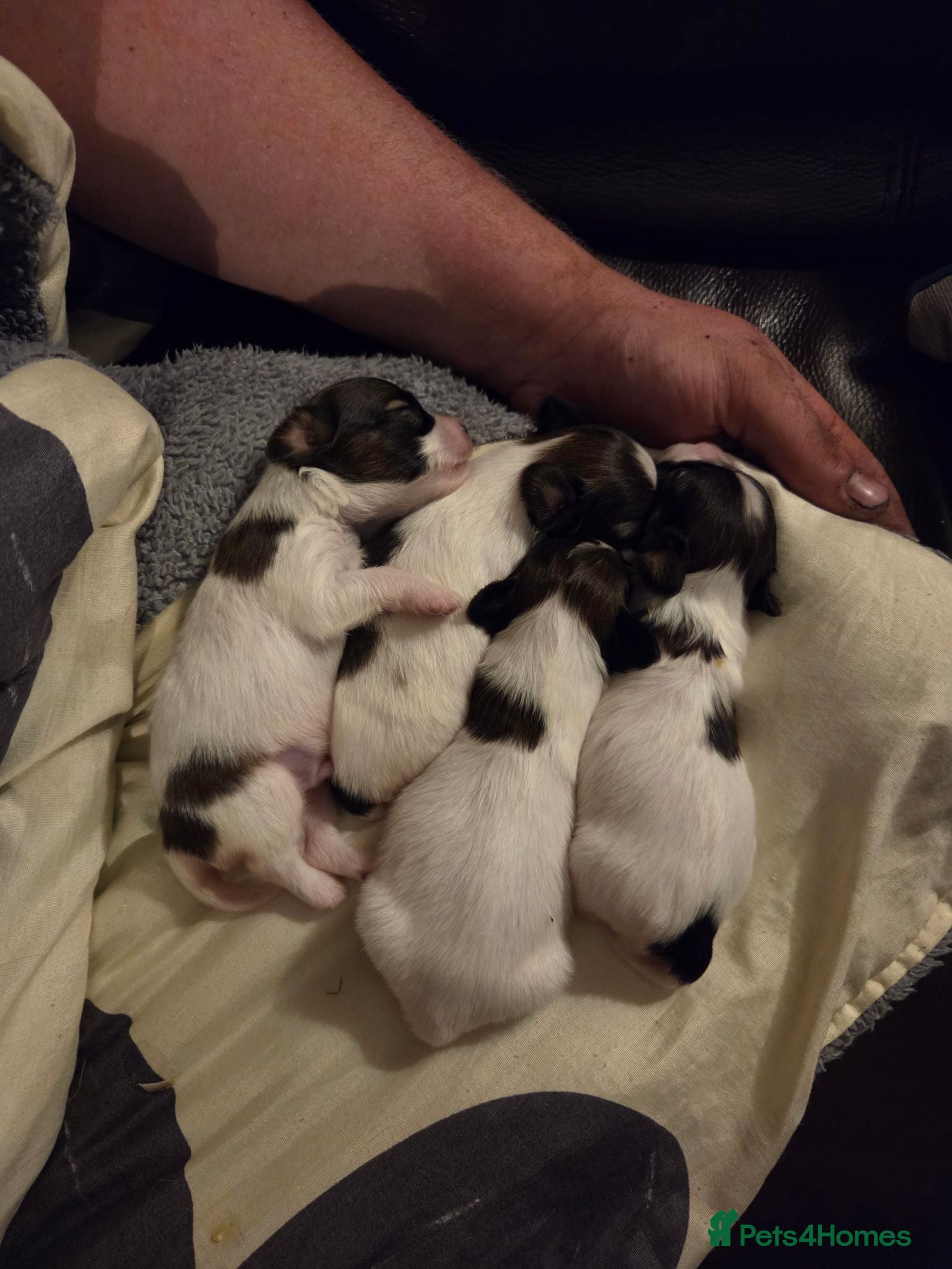 Papillon dogs KC Registered Papillon Puppies (Ready Soon!) - Advert 1