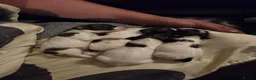 Papillon dogs for sale: KC Registered Papillon Puppies (Ready Soon!) - Advert 1