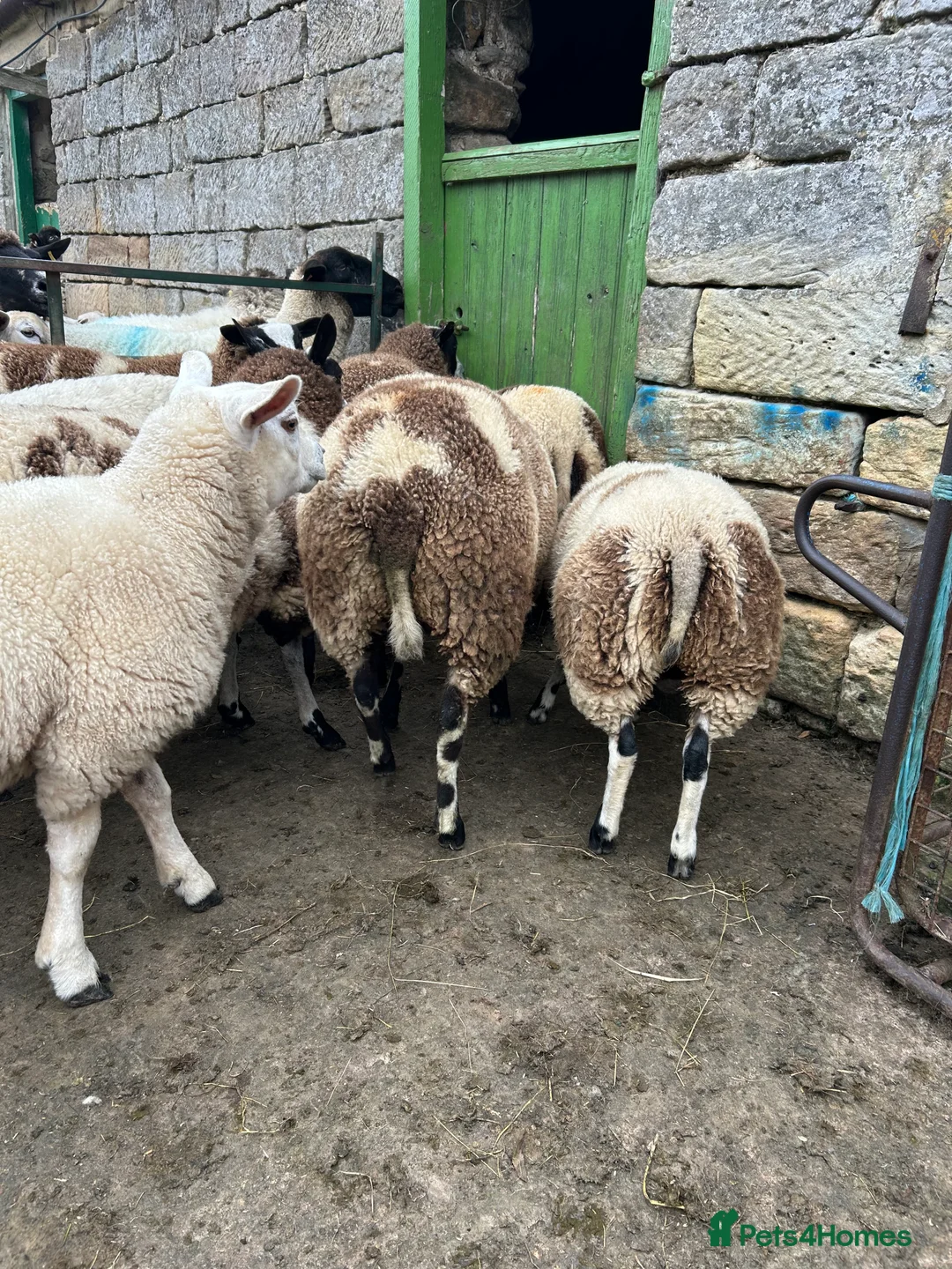 Sheep livestock for sale: Selection of graded Dutch spotted gimmer hoggs  - Advert 12