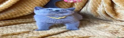 British Shorthair cats for sale: GCCF🏆ChampionBloodline 5GENpedigree BSHblue/lilac - Advert 12