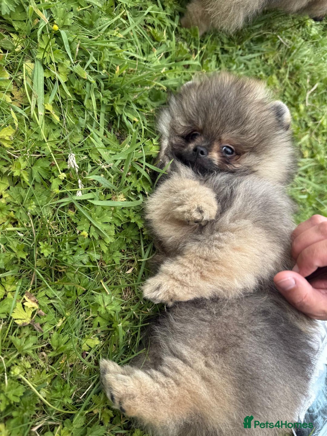 Pomeranian dogs for sale: Luxurious Tiny Pomeranian - 900g/11 weeks old - Image 5